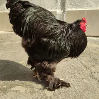 فروش جوجه برهما بلک و جوجه آمروک (پیلیموت راک)