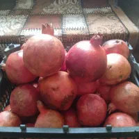 فروش انار درجه یک