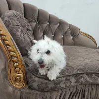 سگ تریرمیکس شناسنامه دارواکسن زده|سگ|ایلام, |دیوار