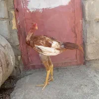 خروس افغان
