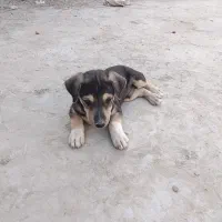 سلام علیک فروش ۲سگ پاکوتاه نر درساربوک|سگ|ساربوک, |دیوار