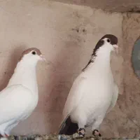 خالدم  سرخ|پرنده|چناران, |دیوار