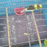 قناری نر سوپر|پرنده|حمیدیا, |دیوار