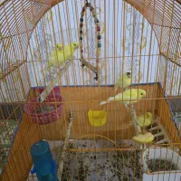 قناری های یلو فاکتور جوان و زیبا