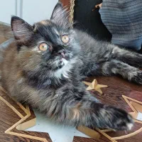 گربه پرشین ماده