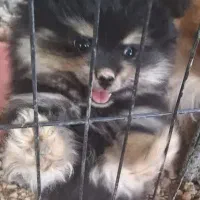 پامر اصل، سگ پامرانین|سگ|اصفهان, رسالت|دیوار