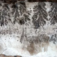 سلامفروشسنگشجر|جواهرات|بردسیر, |دیوار