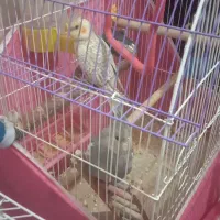 فروش عروس هلندی