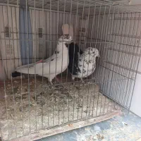 کبوتر|پرنده|قره پشتلو, |دیوار