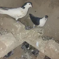 جفت رنگی فروشی