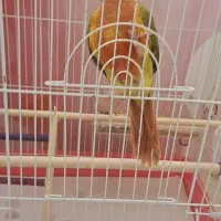 پرنده گرینچیک ماده گم شده