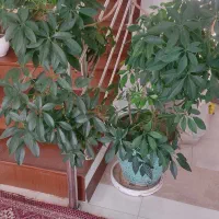 فروش تعدادی گلدان گل