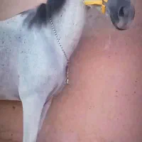 مفت گذاشتم