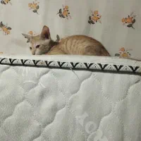 بچه گربه 3ماهه دستی دستی کاملا بی دردسر