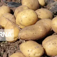 سیب زمینی سانته