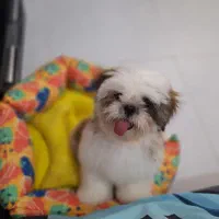 سگ شیتزو سوپر فلت فروشی