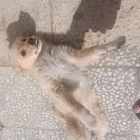 سگ پامر روباهی|سگ|لامرد, |دیوار