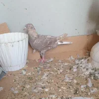 کبوتر پیس|پرنده|محمدشهر, شهرک پیام (مهرالبرز)|دیوار