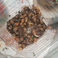 حلزون آلبینو