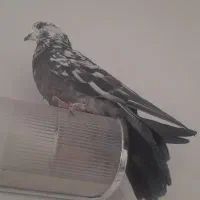 کفتر کبوتر|پرنده|خمینی‌شهر, |دیوار