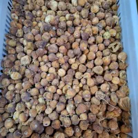 ضایعات.انجیر ضعیف مخصوص فرآوری