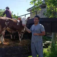 قیمت گوساله میدان دام بندر رومیخوای وخریدتماس بگیر