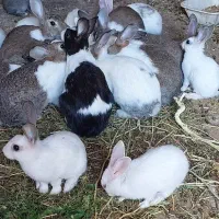 خرگوش حیوان|موش و خرگوش|دیواندره, |دیوار