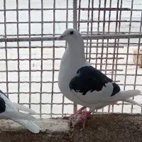 ماده دوکت خط سفید