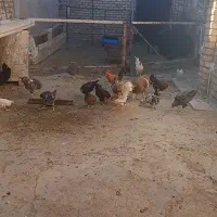 تعدادی خروس و مرغ