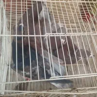 ۴ تا جوجه جوانه|پرنده|تربتحیدریه, ترمینال|دیوار