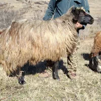 شیشک دامازلخ