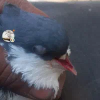 کبوتر کلید گ م ش ده