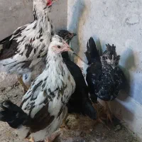 حراج خروس ودوتک نژاددارگلین|حیوانات مزرعه|اصفهان, خواجو|دیوار