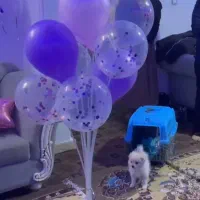 سگ پامر اشپیتزعروسکی