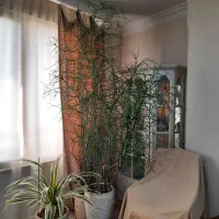 افوربیا تیروکالی سن دار مناسب لابی و سالن|گل و گیاه طبیعی|کرج, فاز ۳ گوهردشت|دیوار