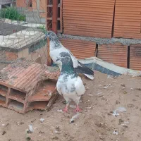 کبوتر پرشی|پرنده|ساری, |دیوار