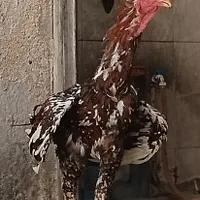 مرغ و خروس لاری|حیوانات مزرعه|تهران, سنگلج|دیوار