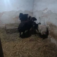 سه عدد گوسفند