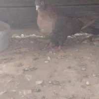 کفتر باخت رفته|پرنده|حسن آباد, |دیوار