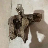 چوب ابنوس و بایو فیلتر|ماهی|کرج, عظیمیه|دیوار