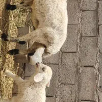 میش بلوچی با بره.با بز ابستن