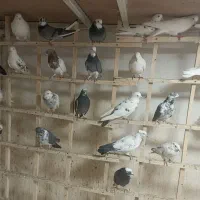 کبوتر بلندپرواز بومهن|پرنده|بومهن, |دیوار