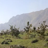 زمین کشاورزی راین|فروش زمین و ملک کلنگی|راین, |دیوار