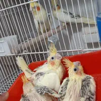 جوجه سرلاکی عروس و کوتوله برزیلی|پرنده|لامرد, |دیوار