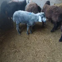 گوسفند نر|حیوانات مزرعه|شاهدشهر, |دیوار