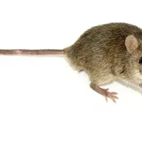 سم پاشی تضمینی تحت نظر دکتری حشره شناسی، مجوز رسمی|خدمات نظافت|کرمانشاه, |دیوار