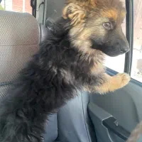 سگ ژرمن مو بلند