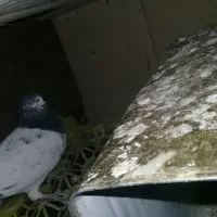 کبوتر گمشده تو خلیفه