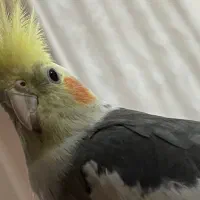 یه جفت عروس هلندی