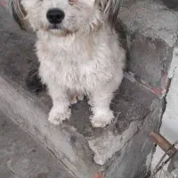 سگ تریر واگذاری